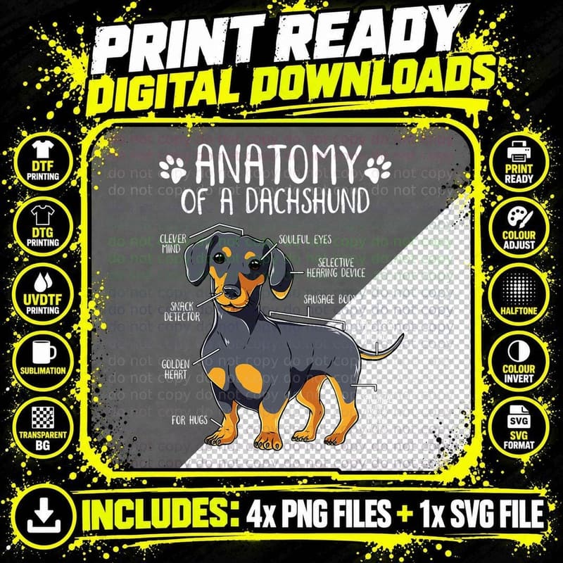 Funny Anatomy Dachshund Wiener Dog Cute Doxie Lover Png SVG Digital Bundle