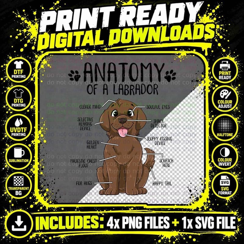 Funny Anatomy Labrador, Retriever Chocolate Lab Dog Png SVG Digital Bundle