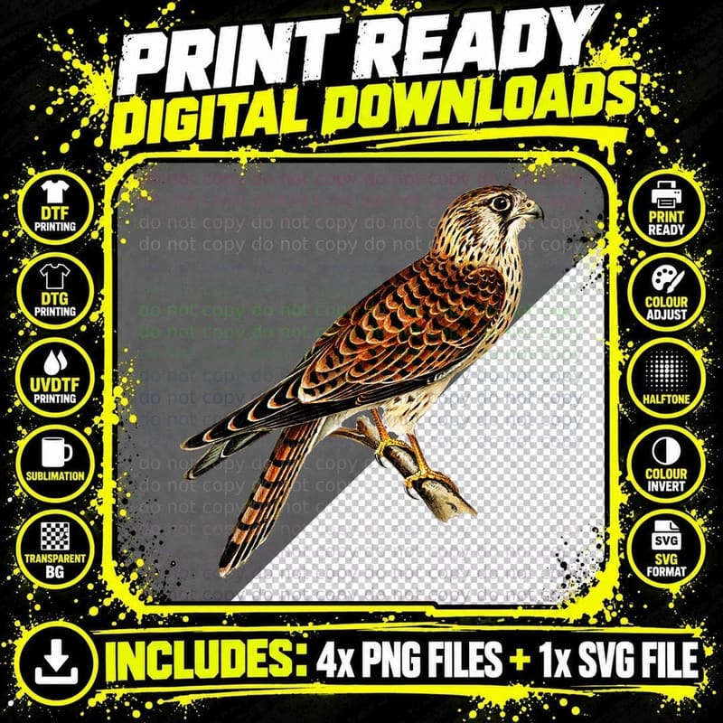 Common Kestrel Hawk Falcon Raptor Bird Ornithology Png SVG Digital Bundle