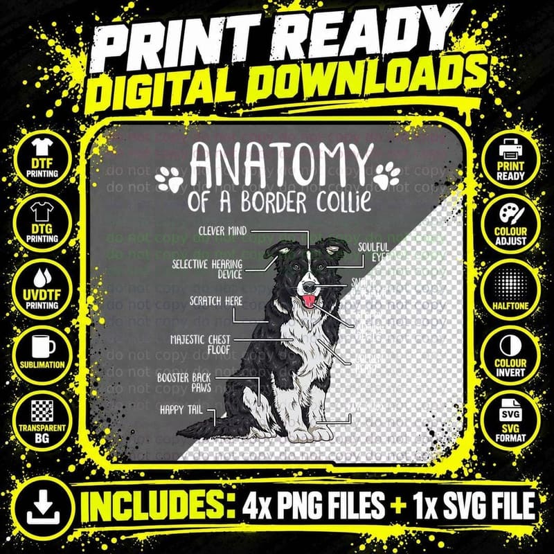 Funny Anatomy Border Collie Dog Lover T-Shirt Png SVG Digital Bundle