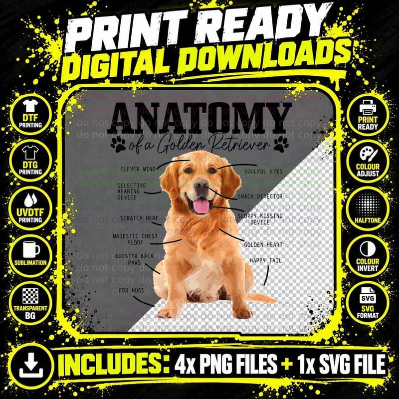 Golden Retriever Anatomy T-Shirt, Pet Lover Apparel Png SVG Digital Bundle