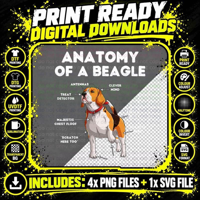 Funny Anatomy of a Beagle T-Shirt Png SVG Digital Bundle