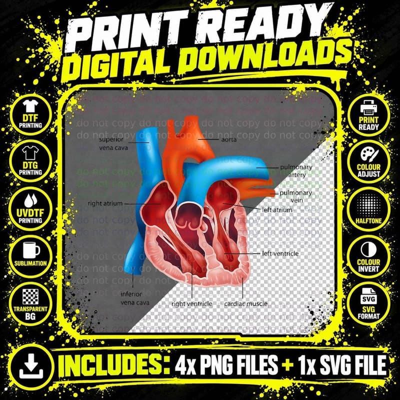 Funny Human Heart Anatomy Anatomical Heart T-Shirt Png SVG Digital Bundle