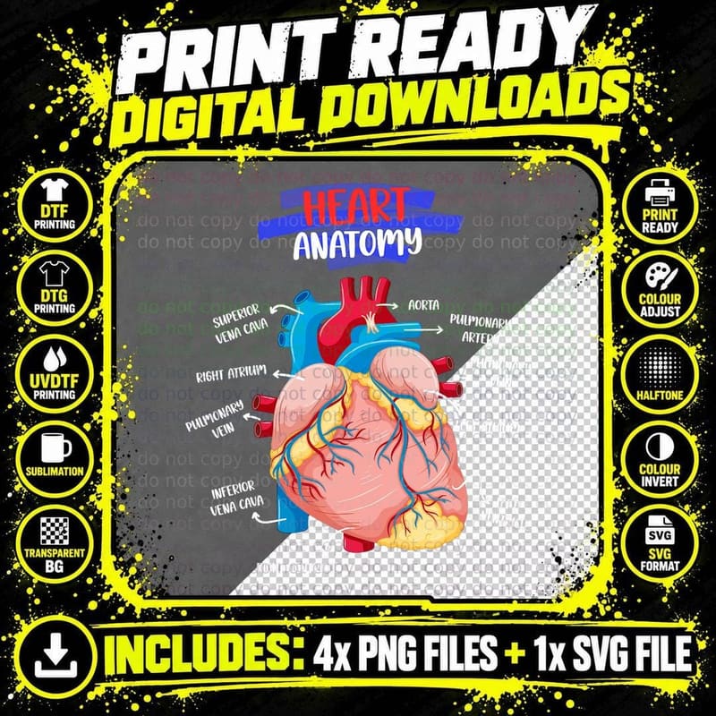 Anatomy Human Heart Anatomical Cardiac Heart Doctor Png SVG Digital Bundle