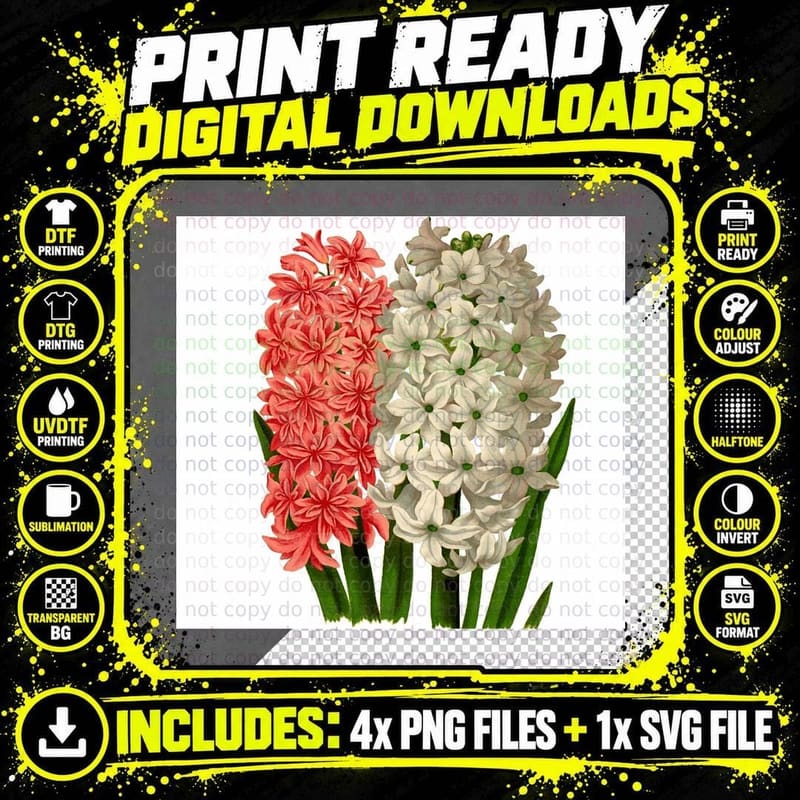 Hyacinth in Red and White Graphic T-Shirt Png SVG Digital Bundle