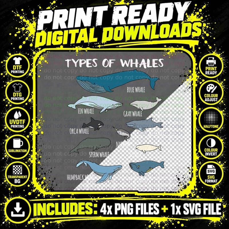 Types of Whales Cute Ocean Mammals Guide T T-Shirt Png SVG Digital Bundle
