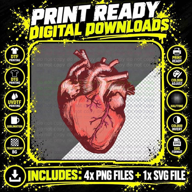Anatomical Heart Medical Illustration Vintage Png SVG Digital Bundle
