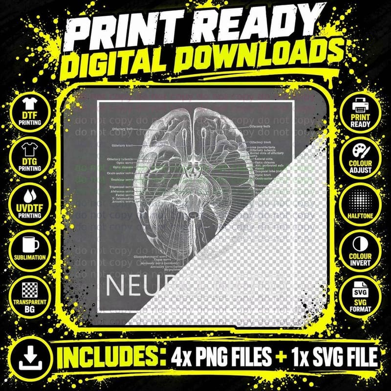 Brain Cranial Nerves Anatomy Neuro Nerd Neuroscience Png SVG Digital Bundle